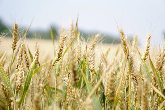 Introducing Exceptional Sake Rice Varieties