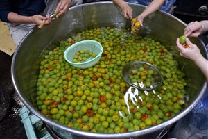 柑橘梅酒物語 Story of Citrus and Plum Wine 720ml