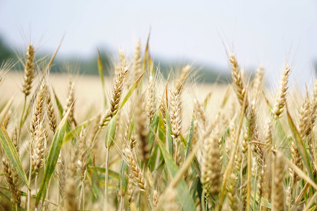Introducing Exceptional Sake Rice Varieties